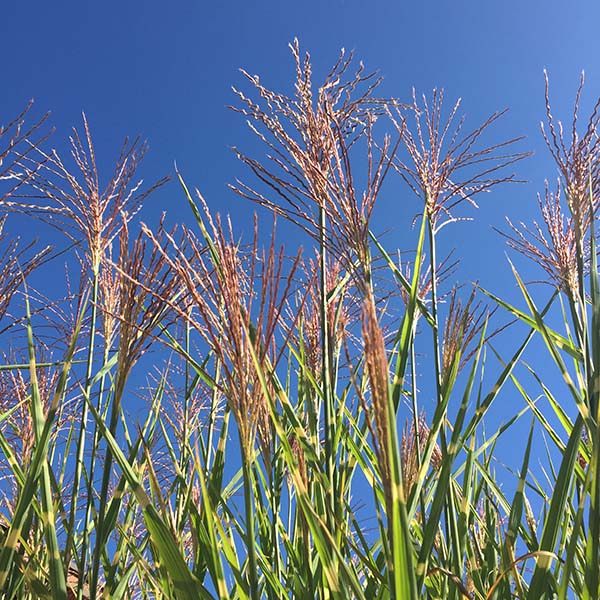Schilf vor blauem Himmel